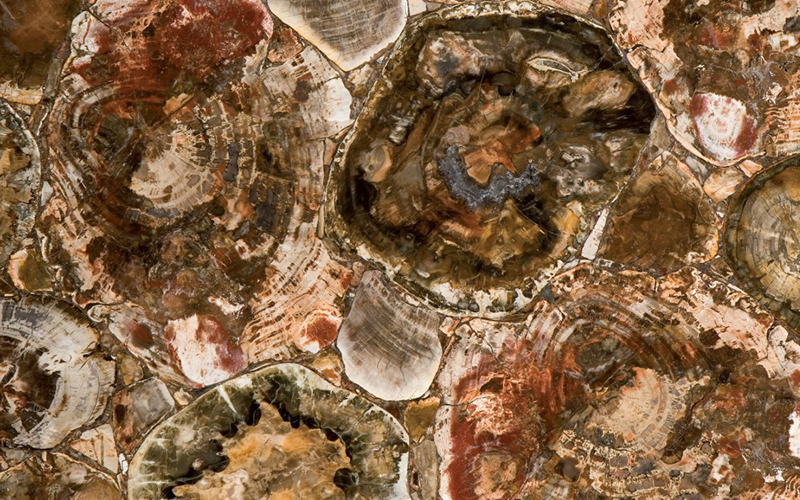 Petrified Wood